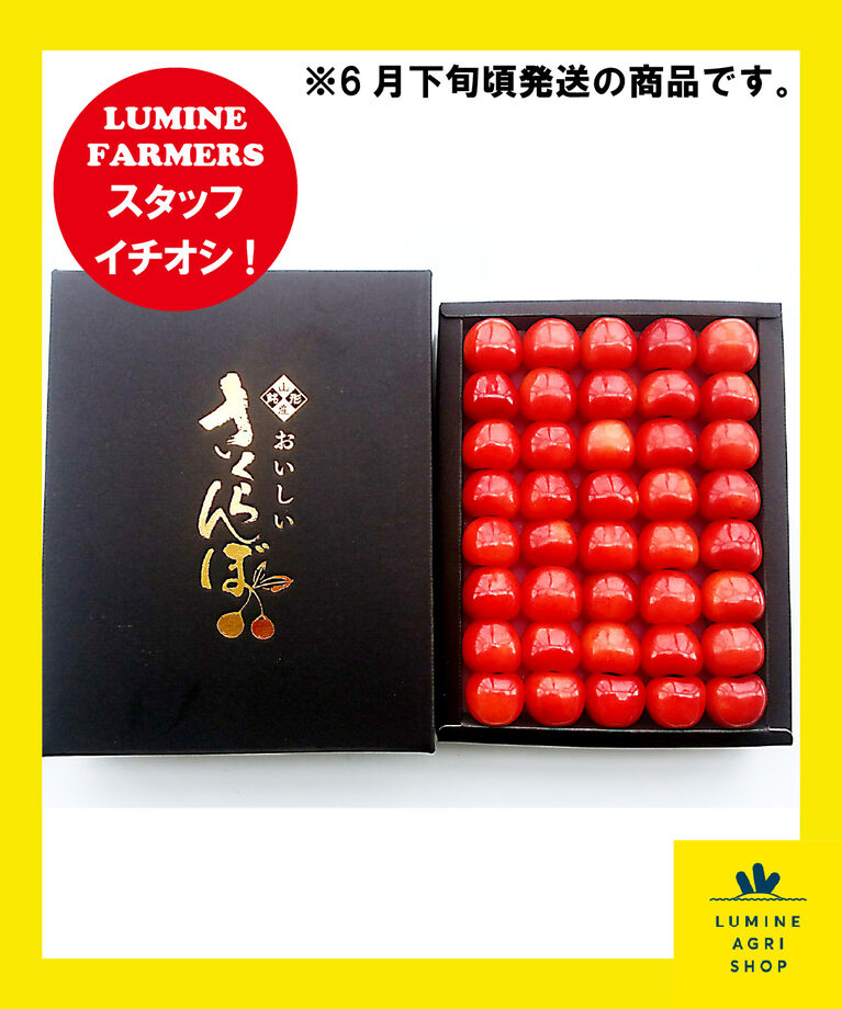 LUMINE AGRI SHOP「【L-FARMERS】化粧箱入り山形からのさくらんぼ1箱」|果物・野菜|その他