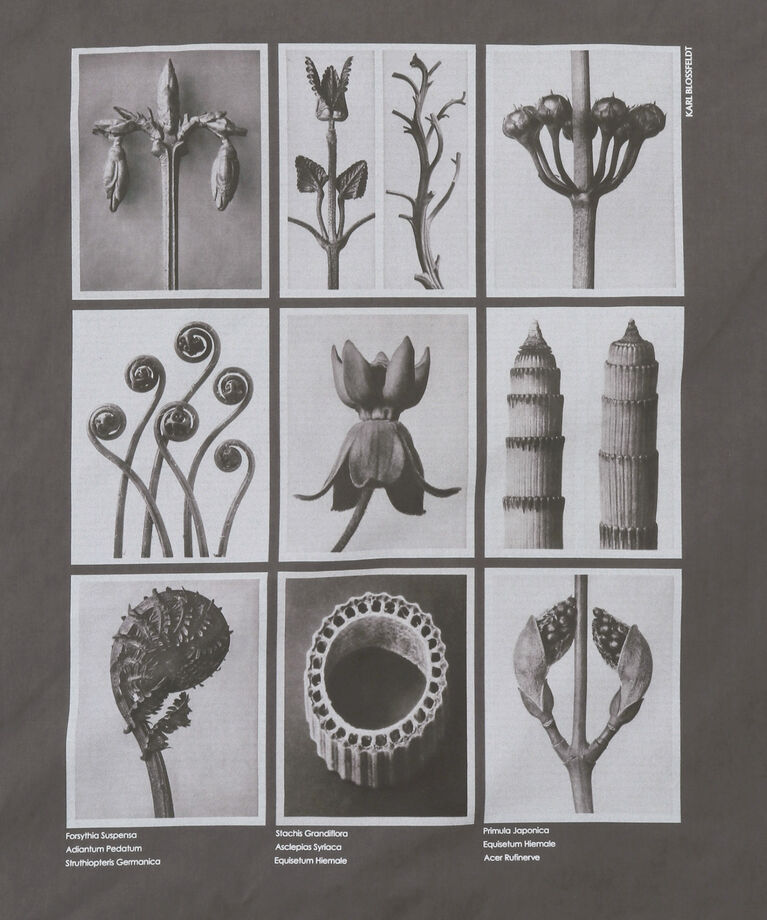 SALON adam et rope'「【KARL BLOSSFELD】フォトプリントトートバッグ」|トートバッグ|