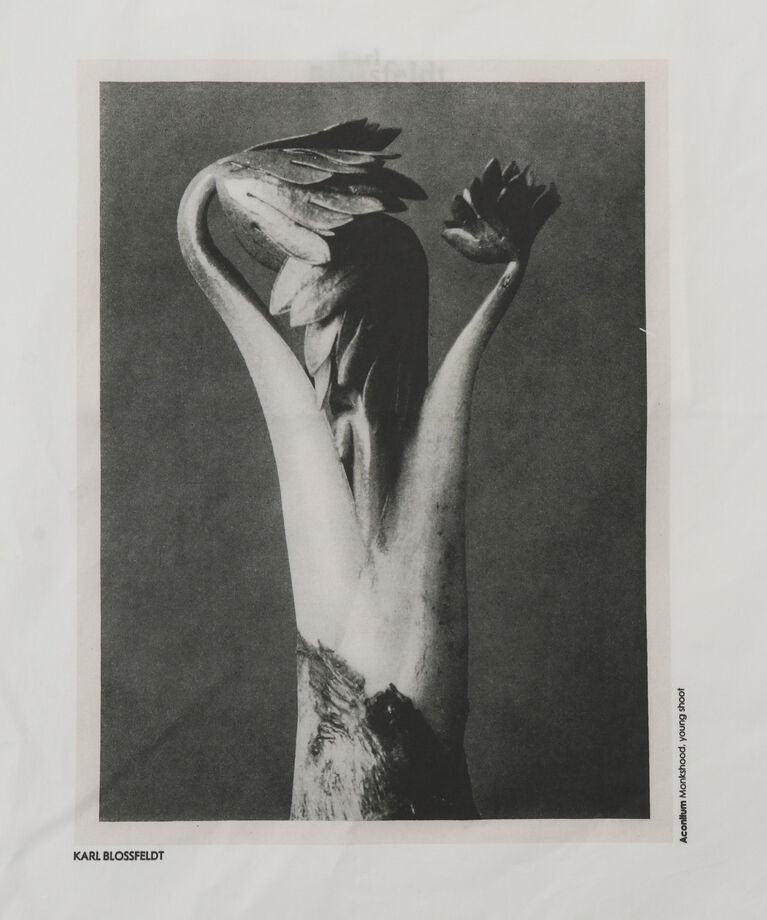 SALON adam et rope'「【KARL BLOSSFELD】フォトプリントトートバッグ」|トートバッグ|
