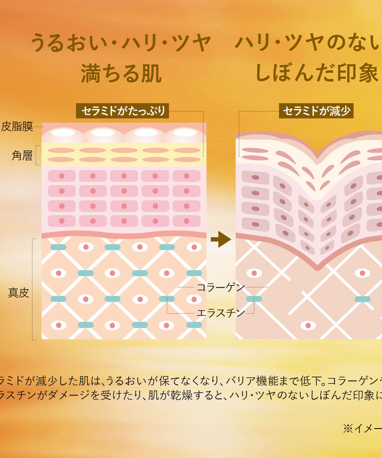 L’OCCITANE「イモーテル ディヴァインインテンシヴオイル」|美容液・オイル・クリーム|