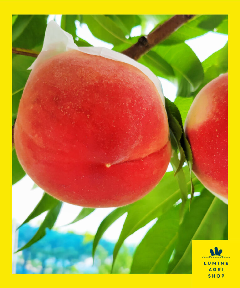LUMINE AGRI SHOP「【夏のご褒美果実】山梨白桃特大3玉」|果物・野菜|