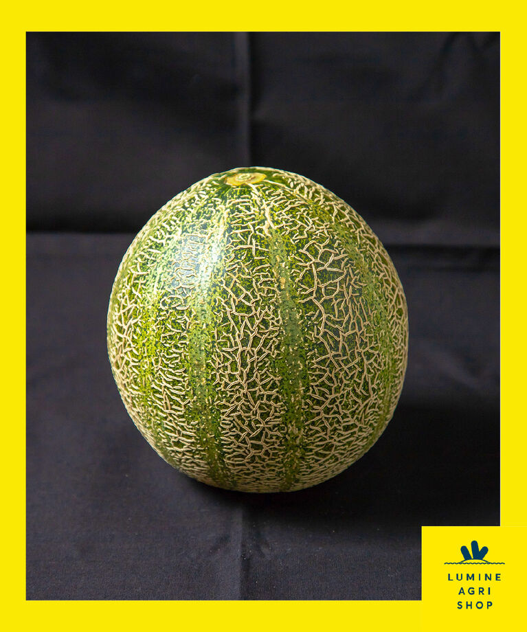 LUMINE AGRI SHOP「【糖度16度以上】旨さ金印の銚子産 アムスメロン2玉」|果物・野菜|