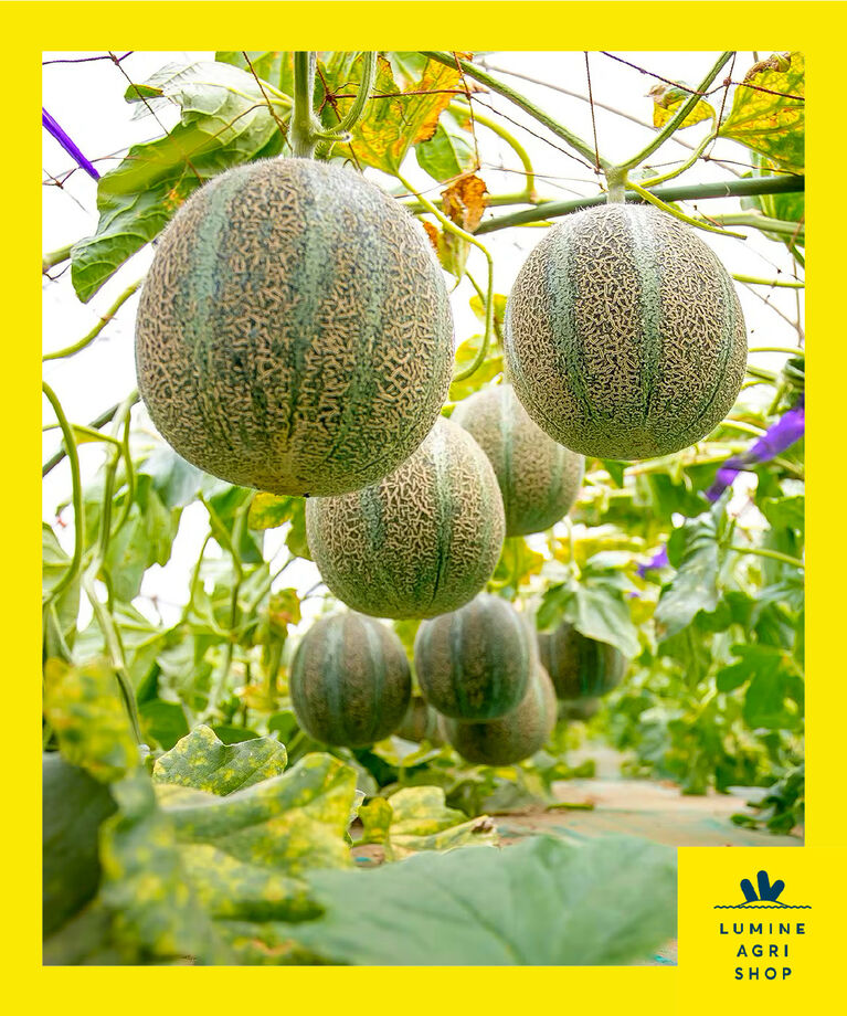 LUMINE AGRI SHOP「【糖度16度以上】旨さ金印の銚子産 アムスメロン2玉」|果物・野菜|